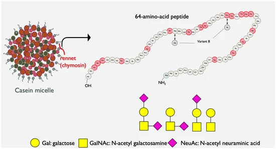 Casein Glycomacropeptide Market